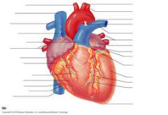 What sulci are associated with the heart? draw them on this view of the heart.