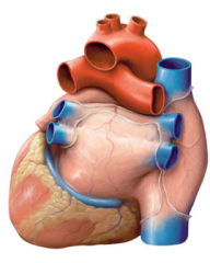 Draw the sulci of the heart on this view of the heart