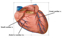 Anterior view.
Great Cardiac. V follows LAD.  Small Cardiac V. looks like it follows R. coronary A.