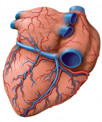 Label the relevant v. on this view of the heart.