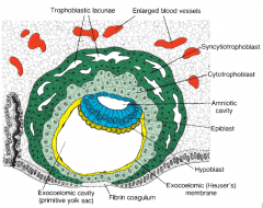 Day 5/6: trophoblast cells adjacent to the embryoblast pole start to penetrate the endometrium
 
Day 8: trophoblast differentiates into syncytiotrophoblast and villous cytotrophoblast. A series of fluid filled spaces known as lacunae begin to dev...