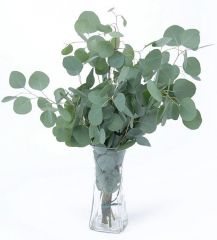 Colors: (Foliage)
Shape: Round silver-green leaves branching out from stem