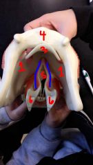 Larynx
1. thyroid cartilage
2. cricoid cartilage
3. epiglottis
4. hyoid bone
5. glottis
6. arytenoid cartilages
Blue: vocal ligaments