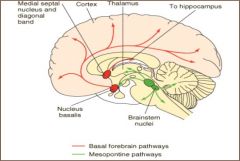 1. Basal Forebrain neurons
important for cortical activation & memory processing; degenerate in Alzheimer's Disease; basis for the use of cholinesterase inhibitors and nicotinic agonists for A.D.

2. Intrastriatal neurons
control of posture an...