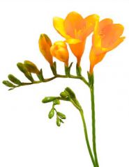 Colors: white, yellow, orange, red, pink, mauve, lavender, purple, bicolors
Shape: Trumpet shaped flowers on stems branching from main stem