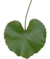 Colors: (Foliage)
Shape: Large, serrated heart shaped leaf