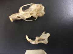 found: subsaharan Africa, Madagascar


teeth, pathetic articular process