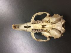 found: temperate, arctic, alpine regions of N America, Eurasia


only myomorphous skull with postorbital process, teeth