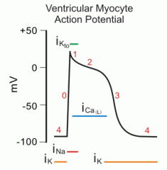 In ventricular action potential, what is involved in Phase 0?