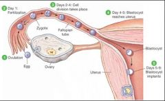 Fertilization by sperm forming zygote, initiating embryogenesis.