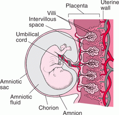 Decidua basalis - derived from the endometrium.  Maternal blood in lacunae.