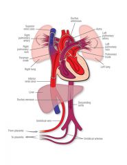Blood in umbilical vein is 80% saturated with O2.  Umbilical arteries have low O2 saturation.

3 important shunts:
1. Blood entering the fetus through the umbilical vein is conducted via the ductus venosus into the IVC to bypass the hepatic circulation