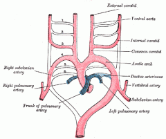 Develosp into the proximal part of pulmonary arteries and (on left only) ductus arteriosus.

6th arch = pulmonary and the pulmonary-to-systemic shunt (ductus arteriosus)