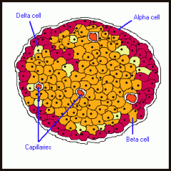 Islets of Langerhans are collections of alpha, beta, and delta endocrine cells (most numerous in tail of pancreas).  Islets arise from pancreatic buds.  alpha = glucagon (peripheral), Beta = insulin (central), delta = somatostatin (interspersed)