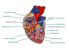 ostium of coronary sinus