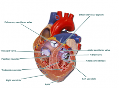 aortic semilunar valve
