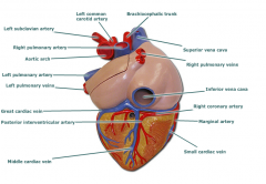 posterior vein of left ventricle