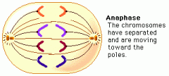 Anaphase Image