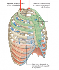 The first region to locate is the tubercle of the 1st rib. It is located inferior to the anterior part of the trapezius muscle, at the root of the neck. You must retract the muscle posteriorly and then you will feel the rib when you palpate inferiorly.