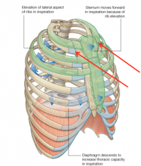 Assess the active pump- handle inhalation and exhalation movement of the 1st rib from the anterior, medial aspect of the ribs near the manubrium. This is best done in the supine position.