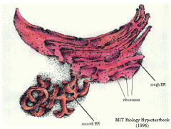 endoplasmicreticulum