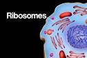 ribosomes