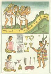 What was the job of the Nobel class in Mayan Society?