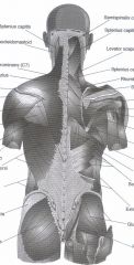 PICTURE
Deltoid, Triceps brachii, Infraspinatus
