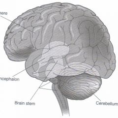 PICTURE
Cerebral hemisphere, Diencephalon, Brain stem, Cerebellum