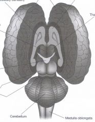 PICTURE
Cerebral hemispheres, Thalamus, Corpora quadrigemina, Pineal gland