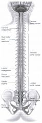 PICTURE
Cervical spinal nerves, Thoracic spinal nerves, Lumbar spinal nerves, Sacral spinal nerves, Filum terminale, Cauda equina, Conus medullaris, Lumbar enlargement, Dura mater and Arachnoid, Cervical enlargement