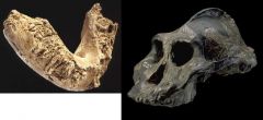 Paranthropus (Australopithecus) aethiopicus