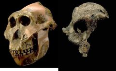 Paranthropus (Australopithecus) boisei