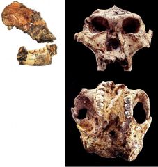 Paranthropus (Australopithecus) robustus