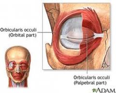 Origin: frontal bone, maxillary bone
Insertion: eyelid
Action: closes eye