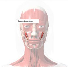Origin: zygomatic bone
Insertion: skin and muscle
Action: smiling