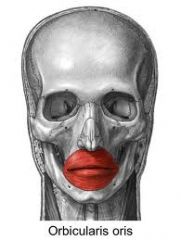 Origin: other facial muscles
Insertion: other facial muscles
Action: purses lips