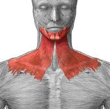Origin: pectoral/deltoid fascia
Insertion: skin and muscle
Action: lowers lips, depresses mandible