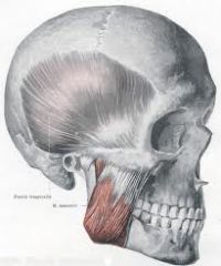 Origin: zygomatic arch
Insertion: mandibular angle and mandibular ramus
Action: elevates mandible