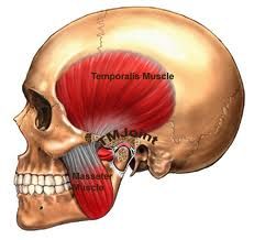 Origin: temporal fossa
Insertion: coronoid process of the mandible
Action: elevates mandible and retracts mandible
