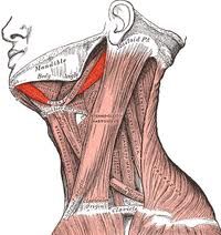Origin: mandible
Insertion: hyoid
Action: elevates hyoid or depresses mandible if hyoid fixed