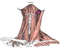 Origin: styloid process
Insertion: hyoid
Action: elevates and retracts hyoid
