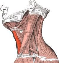 Origin: sternum, clavicle
Insertion: hyoid
Action: depresses hyoid