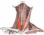Origin: sternum
Insertion: thyroid cartilage
Action: depresses larynx