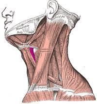 Origin: thyroid cartilage
Insertion: hyoid
Action: depresses hyoid (or elevates larynx)