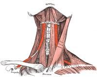 Origin: scapula
Insertion: hyoid
Action: depresses and retracts hyoid