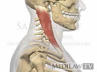 Origin: manubrium, medial clavicle
Insertion: mastoid process, superior nuchal line
Action: flexes and rotates the head