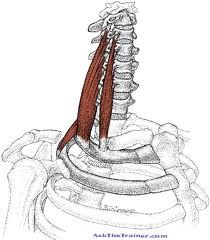 Origin: transverse processes
Insertion: ribs 1 and 2
Action: elevates ribs, flexes neck, rotates neck