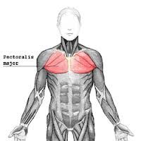 Origin: clavicle, sternum, ribs
Insertion: greater tubercle
Action: flexes arm at shoulder, rotates arm medially, adducts arm