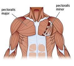 Origin: ribs
Insertion: coracoid process of the scapula
Action: depresses scapula, rotates scapula downwards